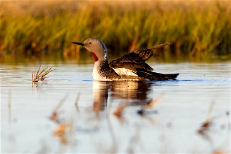 Red-throated loon photo