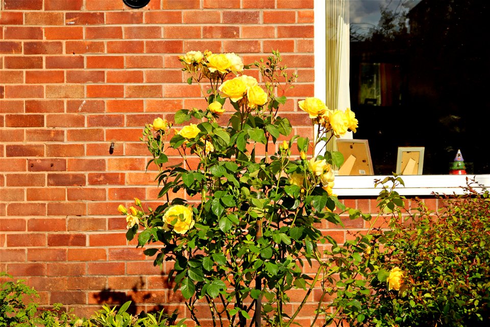 Wheelock Communal Garden Rose. photo