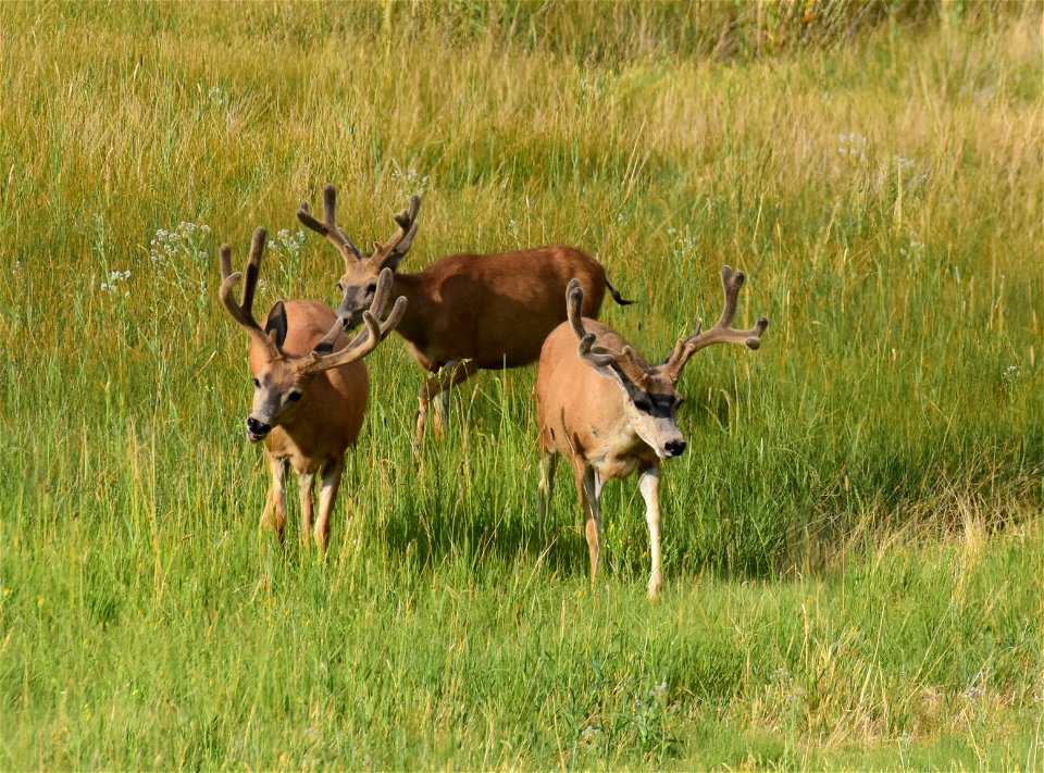 Mule deer at Seedskadee National Wildlife Refuge