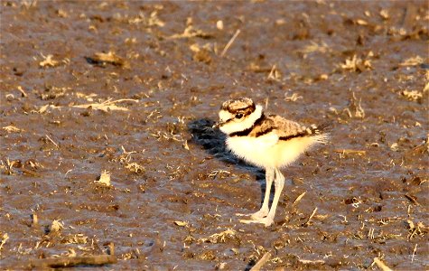 Recently hatched Killdeer Chick at the Huron Wetland Management District, South Dakota photo