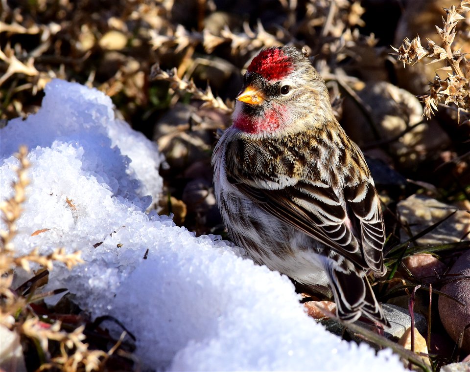 Common redpoll at Seedskadee National Wildlife Refuge