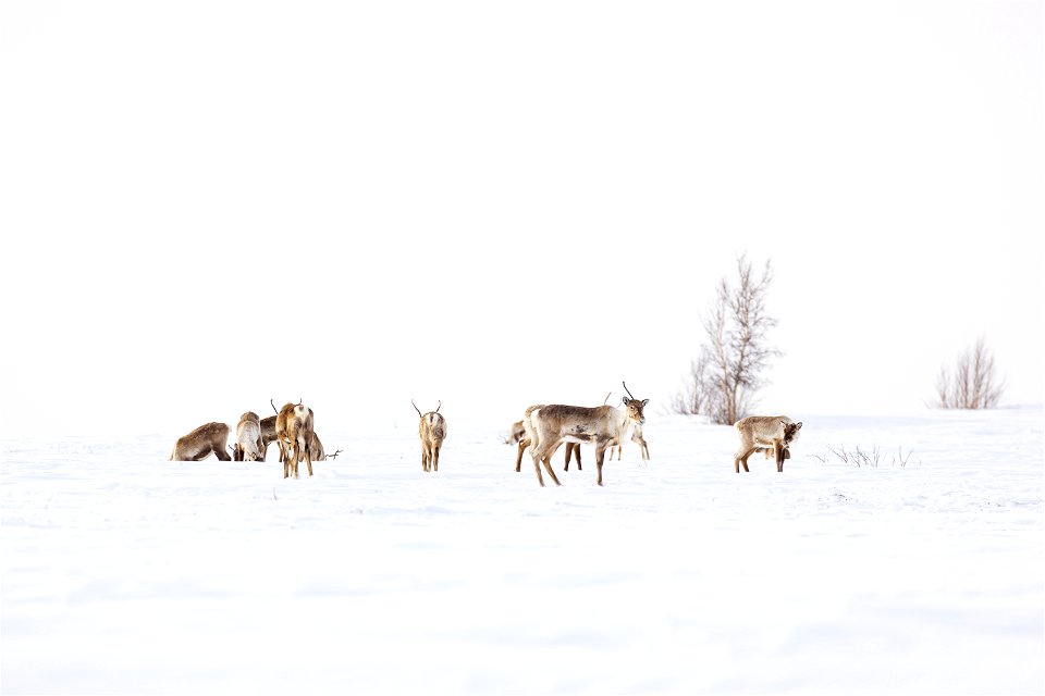 Caribou along a winter trail on Selawik National Wildlife Refuge