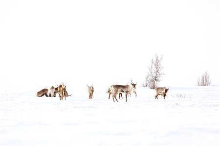 Caribou along a winter trail on Selawik National Wildlife Refuge photo
