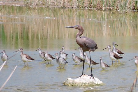 Reddish Egret with both Yellowlegs photo