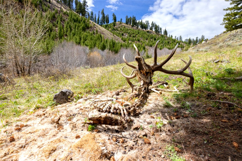 Mountain lion kill site of a bull elk