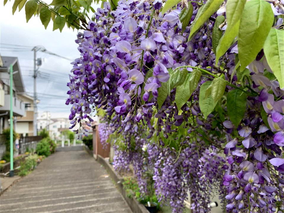 Saiwaicho in Higashikurume-shi