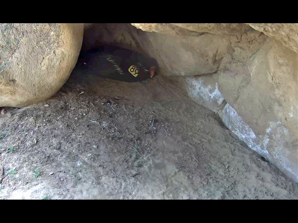 California condor #923 in its nest.