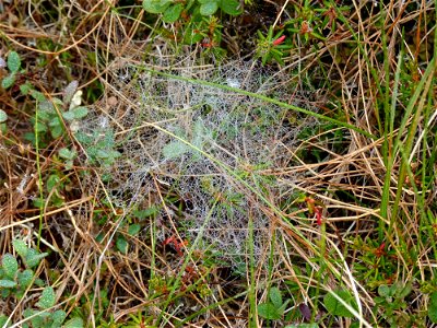 Spider web on tundra floor photo