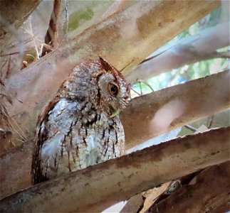 Eastern Screech-Owl