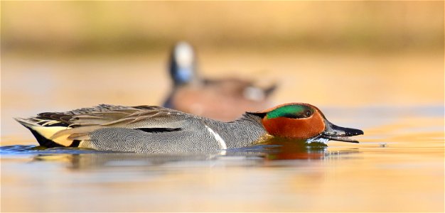 Green-winged teal at Seedskadee National Wildlife Refuge