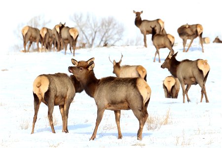 Elk on the National Elk Refuge photo