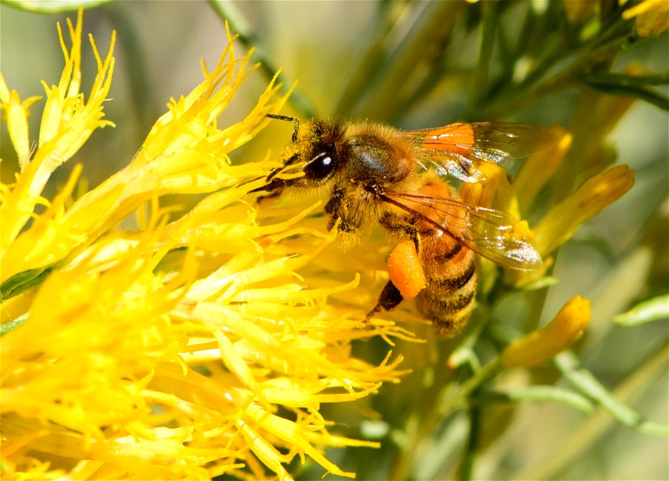 Western honeybee on rubbber rabbitbrush
