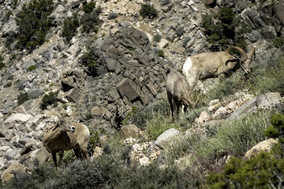Desert Bighorn sheep (Ovis candensis nelsoni) near Keys View
