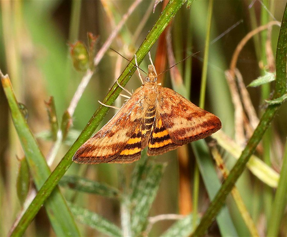 MOTH, sp (Sp) (06-06-2022) north tolowa dunes state park, del norte co, ca -01