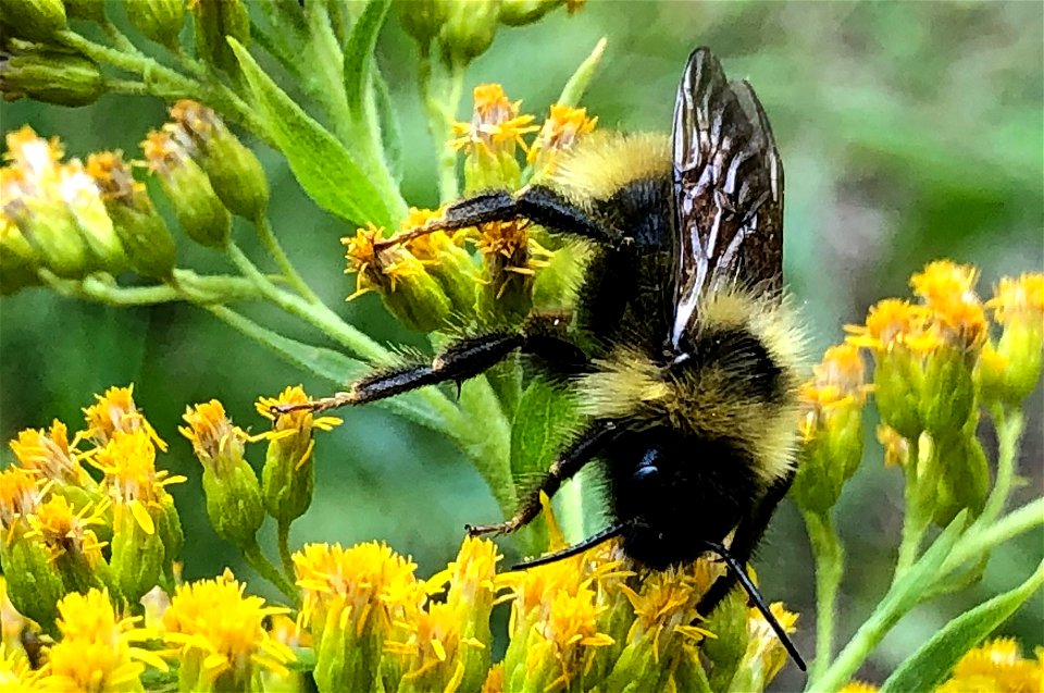 2021/365/228 Yum, Yum, Yum The Nectar is Yum photo