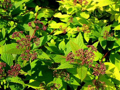 Spirée du Japon, Spirea japonica, Rosacées