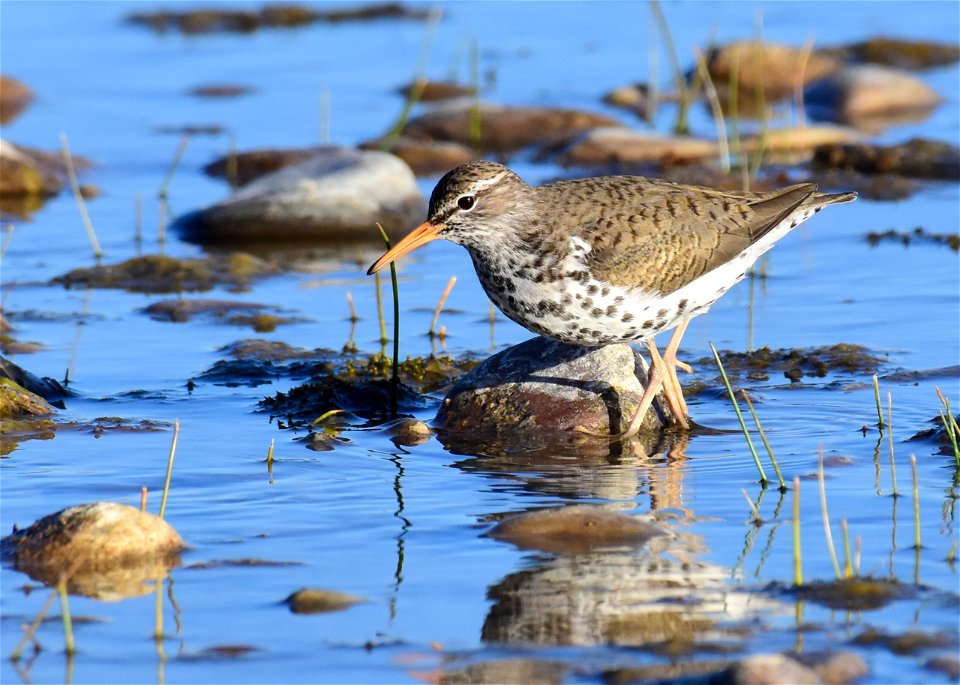Spotted sandpiper at Seedskadee National Wildlife Refuge