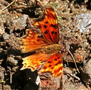 COMMA, HOARY (Polygonia gracilis)) (6-28-2021) 4900 ft, bear basin meadow, smith river nat rec area, del norte co, ca -01