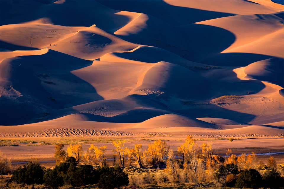 Gold Cottonwoods Below Dunes
