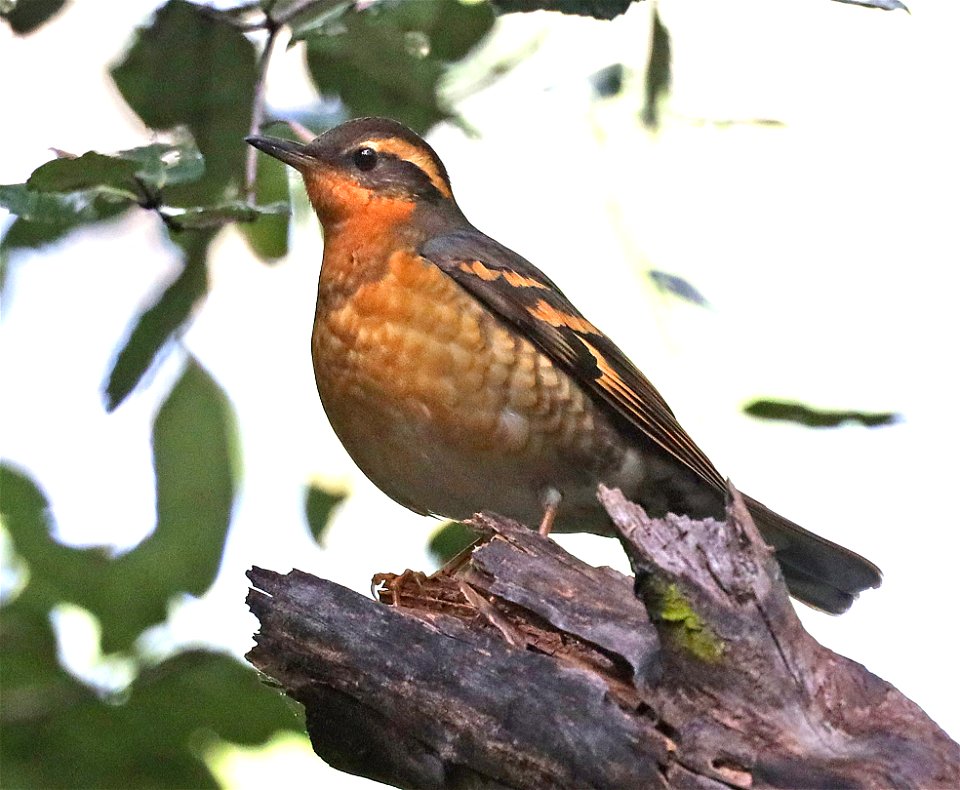 758 - VARIED THRUSH (02-22-2022) mendocino co, ca -01