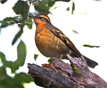 758 - VARIED THRUSH (02-22-2022) mendocino co, ca -01