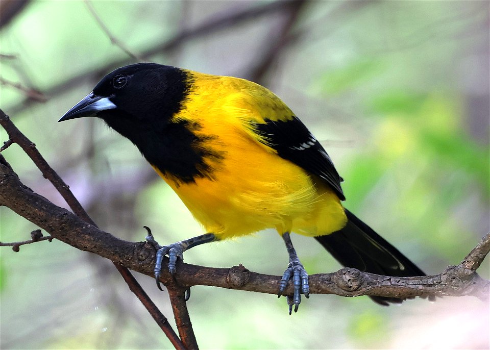 950 - AUDUBON'S ORIOLE (01-02-2023) national buttrtfly center, palmview, hidalgo co, tx -08
