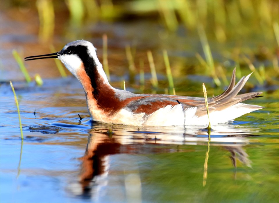 Wilson's phalarope at Seedskadee National Wildlife Refuge