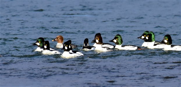 Common goldeneye at Seedskadee National Wildlife Refuge