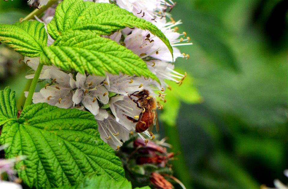 Honey bee feasting away on Virginia Waterleaf, a flower native to Minnesota and much of the Northeastern United States.