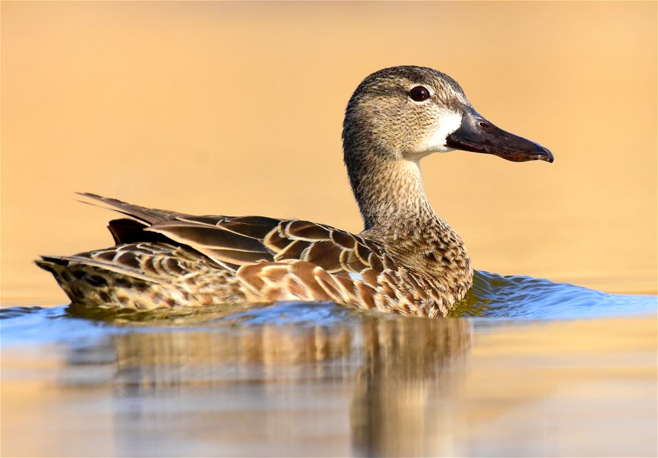 Blue-winged teal at Seedskadee National Wildlife Refuge