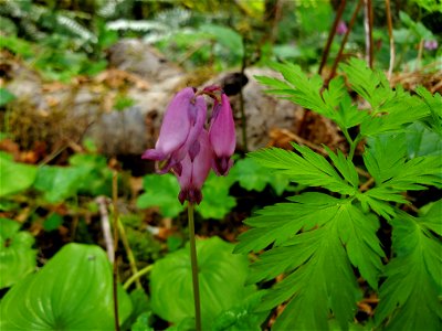 Bleeding Hearts along the Beaver Lake Trail, Mt. Baker-Snoqualmie National Forest. Photo by Anne Vassar April 29, 2021. photo