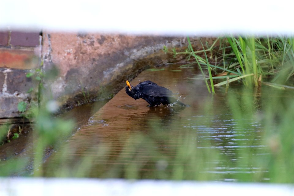 Bathing Blackbird - original
