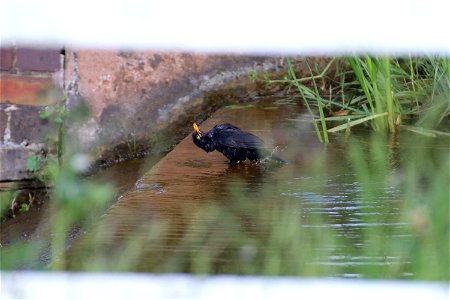 Bathing Blackbird - original photo