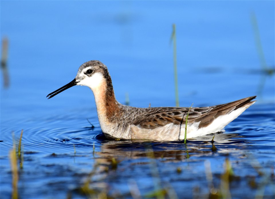 Wilson's phalarope at Seedskadee National Wildlife Refuge