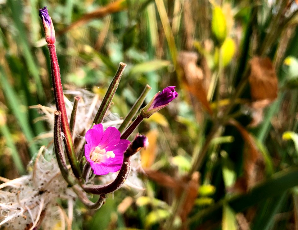 One Small Flower in Stanley Park