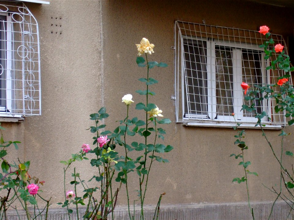 trandafiriMallVitan2010_1127_151757
