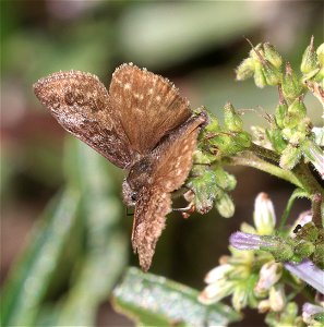 DUSKYWING, DREAMY (Erynnis icelus) (6-28-2021) 3800 ft, mile 7.4 clearing on jawbone rd, smith river nat rec area, del norte co, ca -01