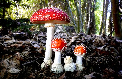 Amanita muscaria, photo