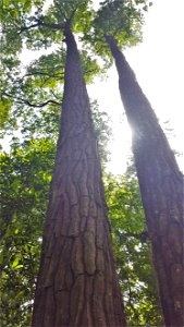 Aydlett Gordonia lasianthus loblolly bay bark trunks ncwetlands SK (7) photo