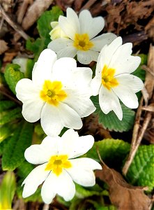 IMG_20210313_123744