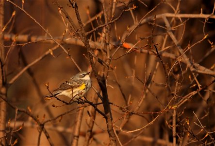 Yellow-rumped Warbler Huron WMD South Dakota photo