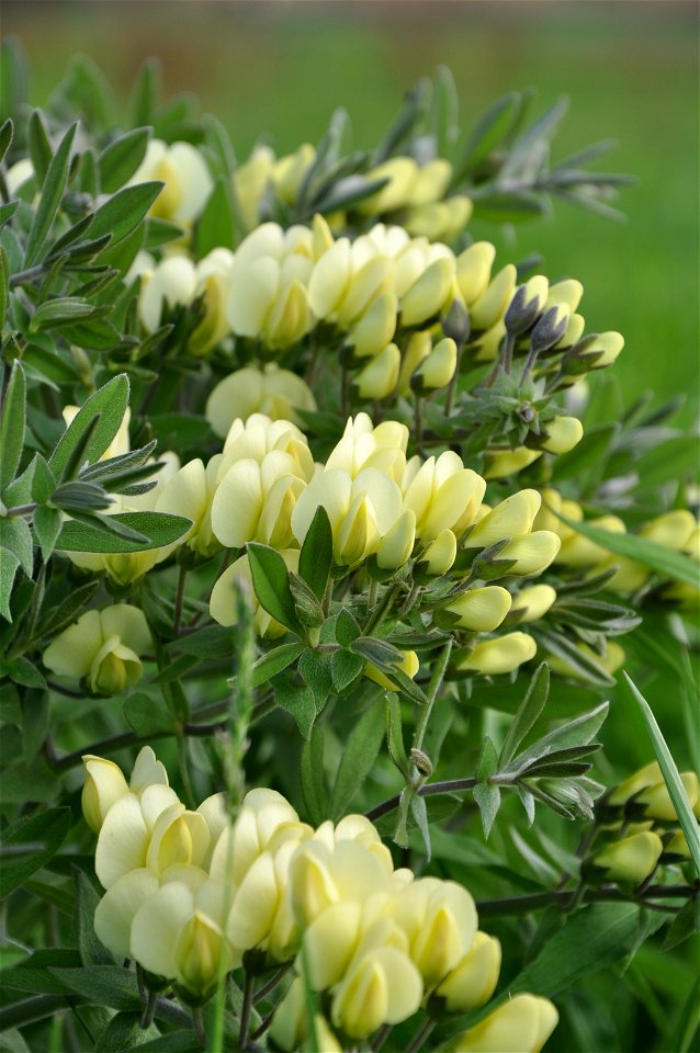 Cream Wild Indigo in Wisconsin. Jim Lutes/USFWS