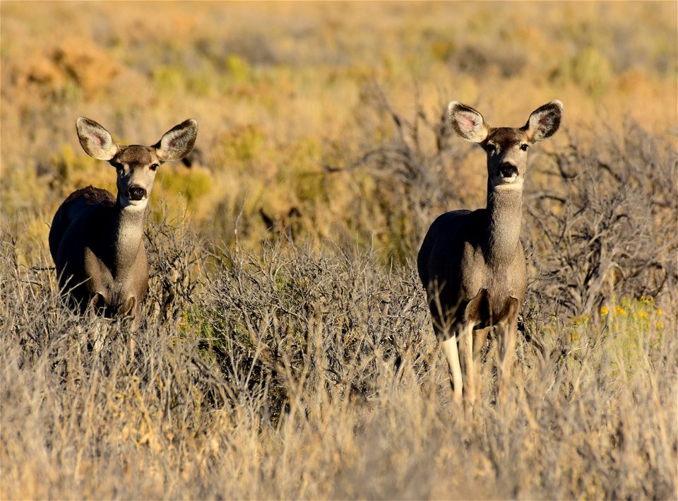 Mule deer at Seedskadee National Wildlife Refuge