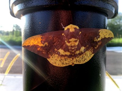 Imperial Moth photo