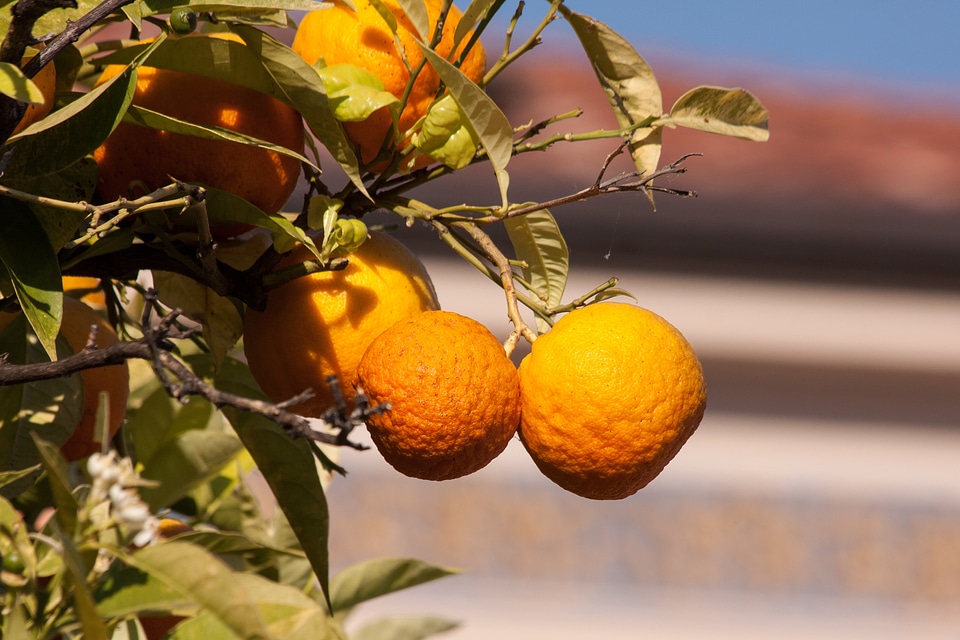 Citrus fruit fruits tree