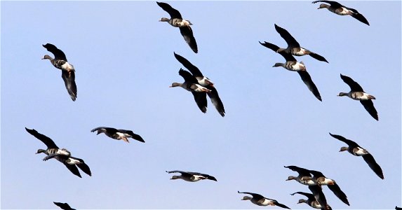 Spring Goose Migration at the Huron Wetland Management District South Dakota