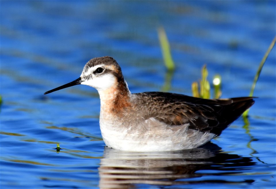 Wilson's phalarope at Seedskadee National Wildlife Refuge