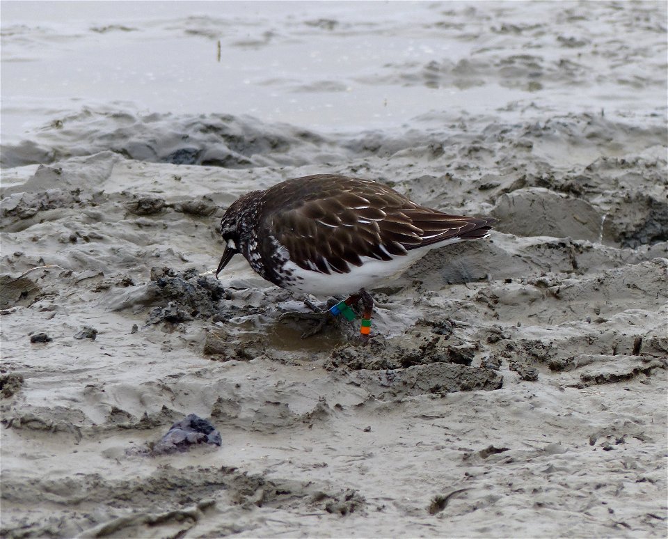 Color marked Black Turnstone