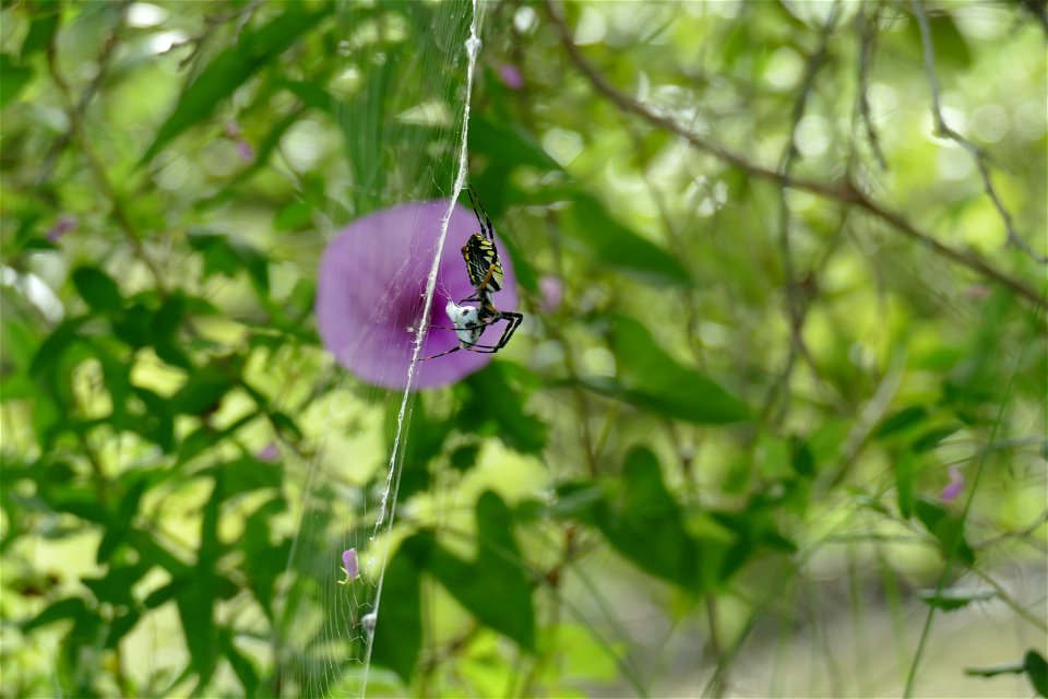 SPIDER-P1930365
