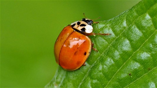 Harmonia axyridis (Asiatischer Marienkäfer)
